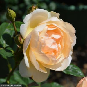 David Austin Rose – Wollerton Old Hall – #3 Container