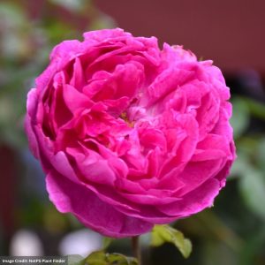 David Austin Rose – Young Lycidas – #3 Container