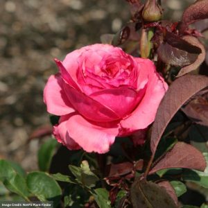 Hybrid Tea Rose – Loves Me, Loves Me Not – #3 Container