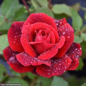 Climbing Rose – Don Juan (Trellis) – #7 Container