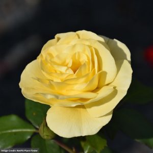 Shrub Rose – Easy Elegance High Voltage – #3 Container