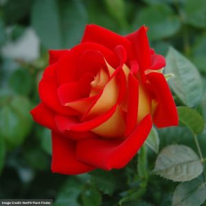 Floribunda Rose – Ketchup And Mustard – #3 Container