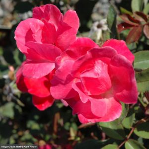 Knock Out® Rose – Pink – #3 Container