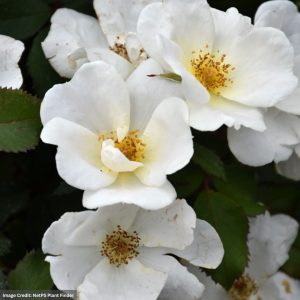 Knock Out® Rose – White – #3 Container