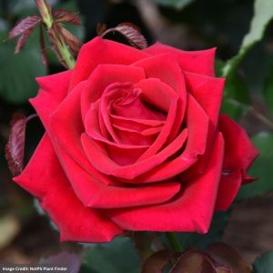 Hybrid Tea Rose – Veteran’s Honor – #3 Container