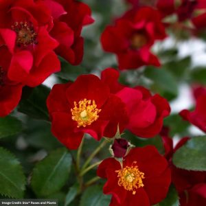Drift® Rose – Scarlet – #3 Container