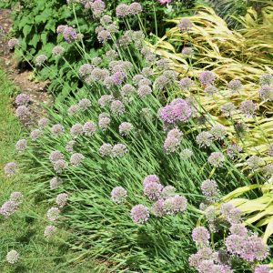 Allium (Ornamental Onion) – Medusa – #2 Container