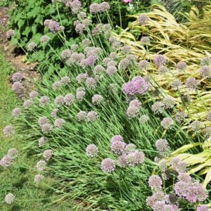 Allium (Ornamental Onion) – Medusa – #2 Container