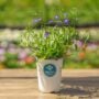 Lobelia – Techno Cobalt Blue – 4.5″ Pot