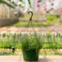Lobelia – Techno Cobalt Blue – 10″ Hanging Basket