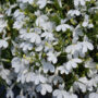 Lobelia – Techno White – 10″ Hanging Basket
