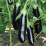 Eggplant – Shoya Long – 4″ Pot