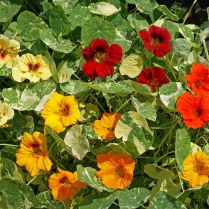 Nasturtium – Alaska Mix – 4″ Pot