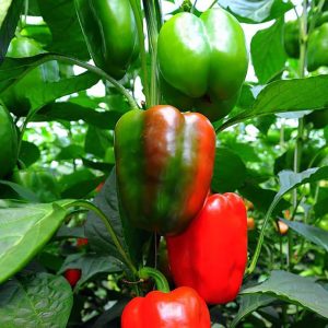 Pepper – California Wonder – 4″ Pot