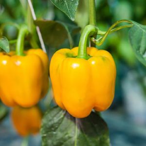 Pepper – Golden Cali Wonder – 4″ Pot