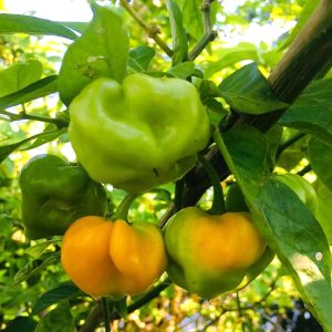 Pepper – Jamaican Scotch Bonnet Red – 4″ Pot