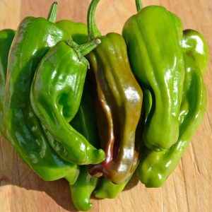 Pepper – Pepperoncini – 4″ Pot