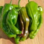 Pepper – Pepperoncini – 4″ Pot