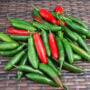Pepper – Serrano – 4″ Pot