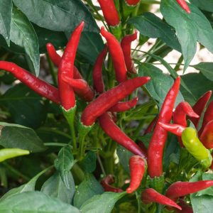 Pepper – Thai Dragon – 4″ Pot