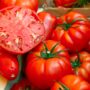 Tomato – Beefsteak – 4″ Pot