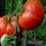 Tomato – Big Boy – 4″ Pot