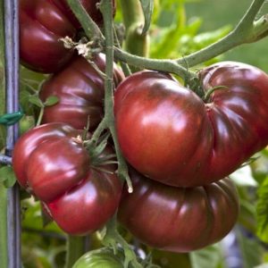 Tomato – Black Krim – 4″ Pot