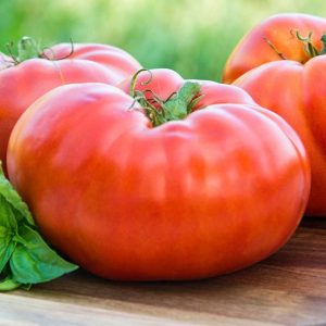 Tomato – Brandywine Red – 4″ Pot
