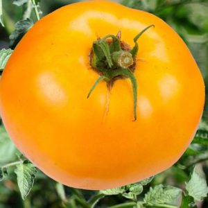 Tomato – Carolina Gold – 4″ Pot