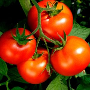 Tomato – Celebrity – 4″ Pot