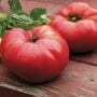Tomato – German Johnson – 4″ Pot