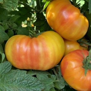 Tomato – Hillbilly – 4″ Pot