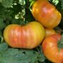 Tomato – Hillbilly – 4″ Pot