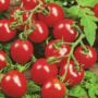 Tomato – Husky Red – 4″ Pot