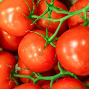 Tomato – Jetstar – 4″ Pot