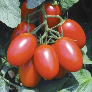 Tomato – Juliet – 4″ Pot