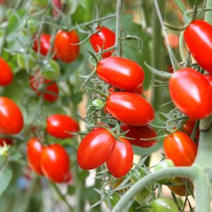 Tomato – Little Napoli – 4″ Pot
