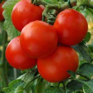 Tomato – Patio – 4″ Pot