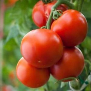 Tomato – Primo Red – 4″ Pot