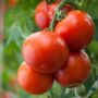 Tomato – Primo Red – 4″ Pot
