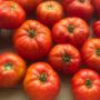Tomato – Ramapo – 4″ Pot