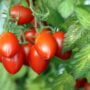 Tomato – Roma Plum – 4″ Pot