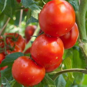 Tomato – Rutgers – 4″ Pot