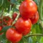 Tomato – Rutgers – 4″ Pot