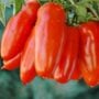 Tomato – San Marzano – 4″ Pot