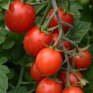 Tomato – Sparky XSL F1 – 4″ Pot