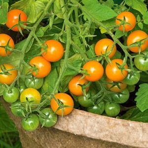 Tomato – Sun Gold – 4″ Pot