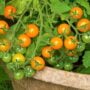 Tomato – Sun Gold – 4″ Pot