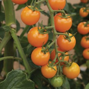 Tomato – Sun Sugar – 4″ Pot