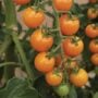 Tomato – Sun Sugar – 4″ Pot